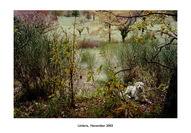 Italy: 60 Dogs, 60 Days