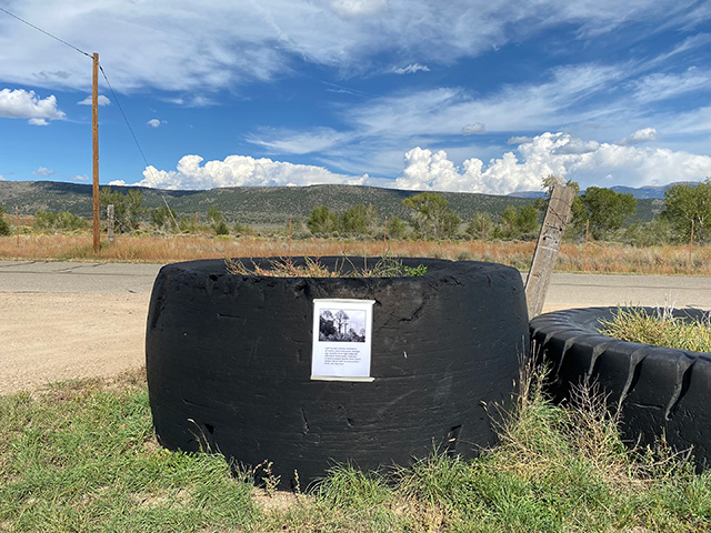 Bulbs Sold Separately