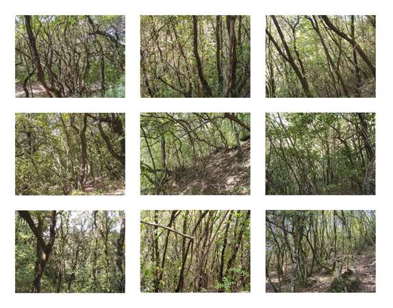 32_small trees
