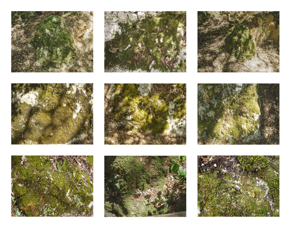 36_moss