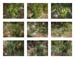 16_leaves medium
