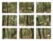 19_forest
