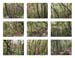 32_small trees