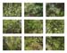 33_leaves close up