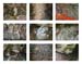 40_stone markers