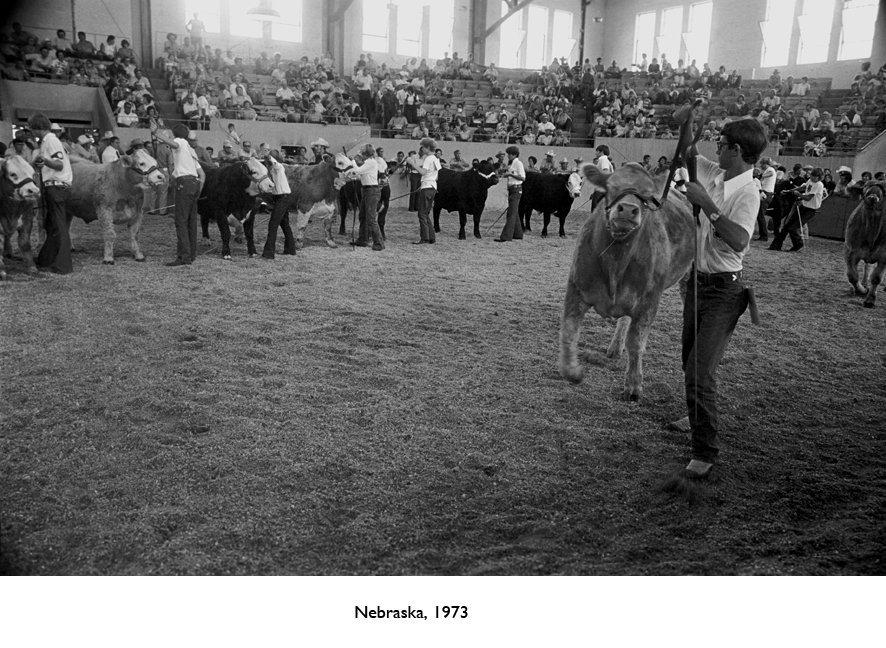 026_cow in front_ring